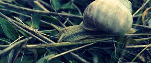 Preview wallpaper snail, grass, shell, antennae