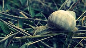 Preview wallpaper snail, grass, shell, antennae