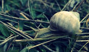 Preview wallpaper snail, grass, shell, antennae