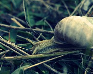 Preview wallpaper snail, grass, shell, antennae