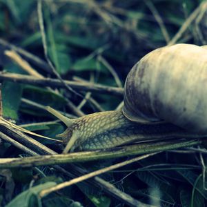 Preview wallpaper snail, grass, shell, antennae