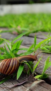 Preview wallpaper snail, grass, wood, crawl