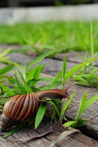 Preview wallpaper snail, grass, wood, crawl