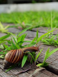 Preview wallpaper snail, grass, wood, crawl