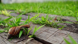 Preview wallpaper snail, grass, wood, crawl