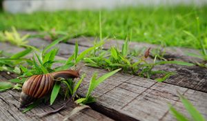 Preview wallpaper snail, grass, wood, crawl