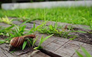 Preview wallpaper snail, grass, wood, crawl