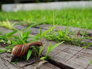 Preview wallpaper snail, grass, wood, crawl