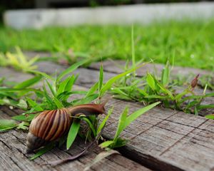 Preview wallpaper snail, grass, wood, crawl