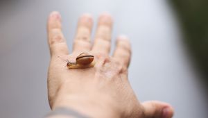 Preview wallpaper snail, hand, fingers, blur