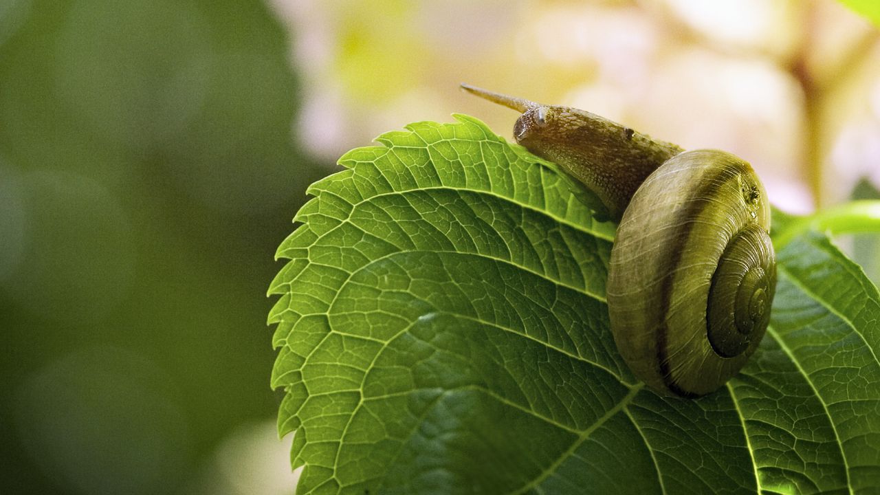 Wallpaper snail, leaf, macro, blur, green