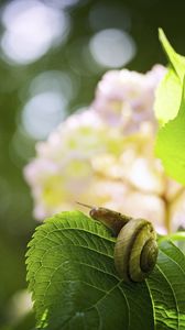 Preview wallpaper snail, leaf, macro, blur, green