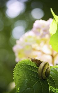 Preview wallpaper snail, leaf, macro, blur, green