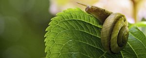 Preview wallpaper snail, leaf, macro, blur, green