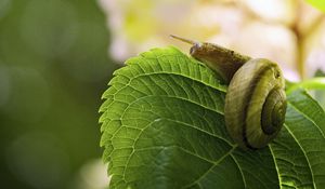 Preview wallpaper snail, leaf, macro, blur, green