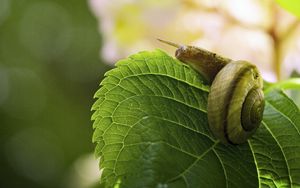 Preview wallpaper snail, leaf, macro, blur, green