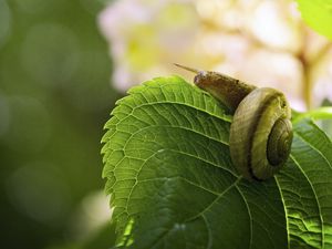 Preview wallpaper snail, leaf, macro, blur, green
