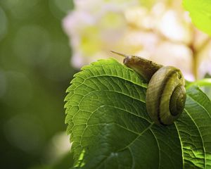 Preview wallpaper snail, leaf, macro, blur, green