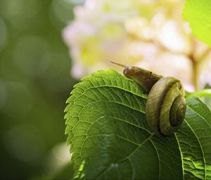 Preview wallpaper snail, leaf, macro, blur, green