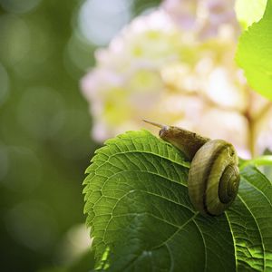 Preview wallpaper snail, leaf, macro, blur, green