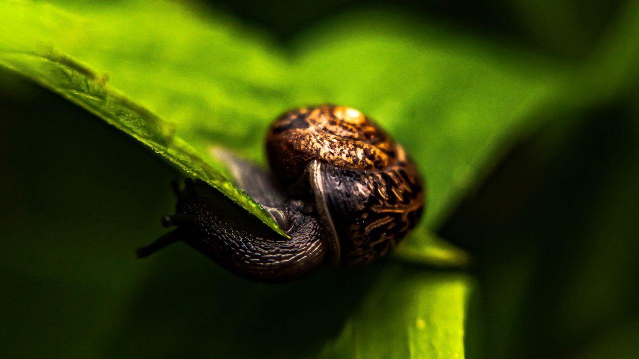 Wallpaper snail, leaf, macro, green