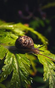 Preview wallpaper snail, leaf, macro, drops, water