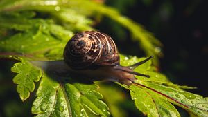 Preview wallpaper snail, leaf, macro, drops, water