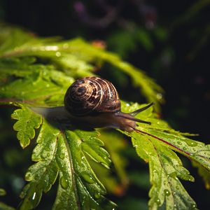 Preview wallpaper snail, leaf, macro, drops, water