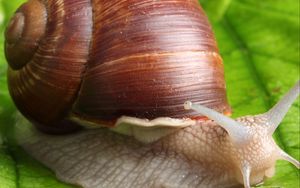 Preview wallpaper snail, leaf, mustache, green background