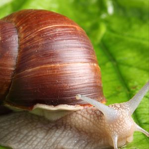 Preview wallpaper snail, leaf, mustache, green background