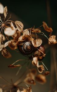 Preview wallpaper snail, leaves, dry, autumn