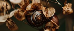 Preview wallpaper snail, leaves, dry, autumn