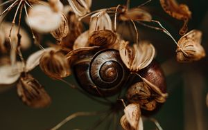 Preview wallpaper snail, leaves, dry, autumn