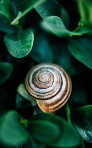 Preview wallpaper snail, leaves, macro