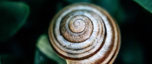 Preview wallpaper snail, leaves, macro