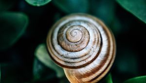 Preview wallpaper snail, leaves, macro