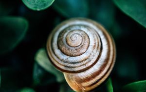 Preview wallpaper snail, leaves, macro