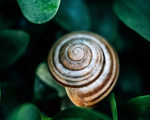 Preview wallpaper snail, leaves, macro