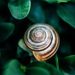 Preview wallpaper snail, leaves, macro