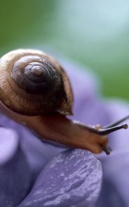 Preview wallpaper snail, leaves, plant, climb