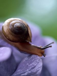 Preview wallpaper snail, leaves, plant, climb