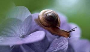 Preview wallpaper snail, leaves, plant, climb