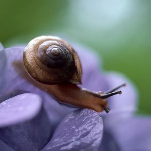 Preview wallpaper snail, leaves, plant, climb