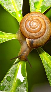 Preview wallpaper snail, leaves, shape, drops