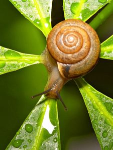 Preview wallpaper snail, leaves, shape, drops
