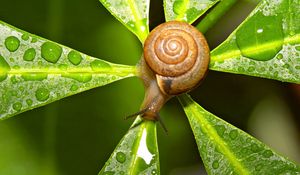 Preview wallpaper snail, leaves, shape, drops