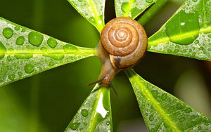 Preview wallpaper snail, leaves, shape, drops