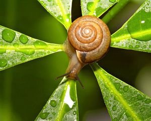 Preview wallpaper snail, leaves, shape, drops