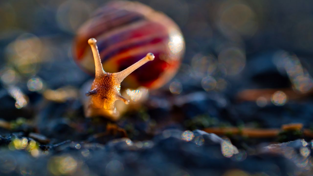 Wallpaper snail, macro, blur