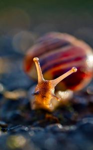 Preview wallpaper snail, macro, blur